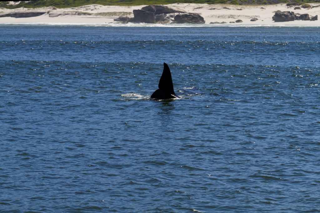 01- Hermanus (5).jpg